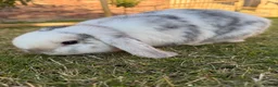 Mini Lop rabbits for sale: 2 Beautiful Mini Lop Rabbits + Luxury Hutch - Advert 12