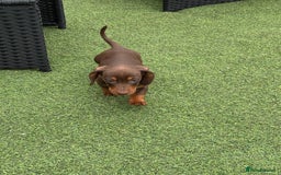 Miniature Dachshund dogs for sale: Miniature dachshunds - Image 6