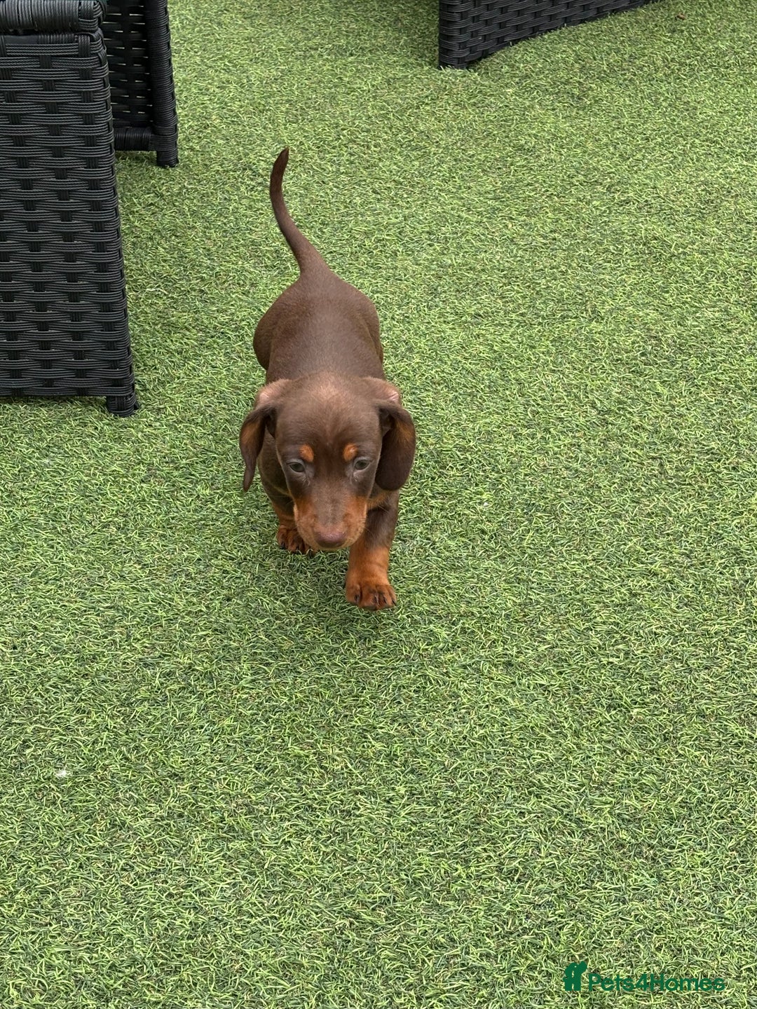 Miniature Dachshund dogs for sale: Miniature dachshunds - Image 6