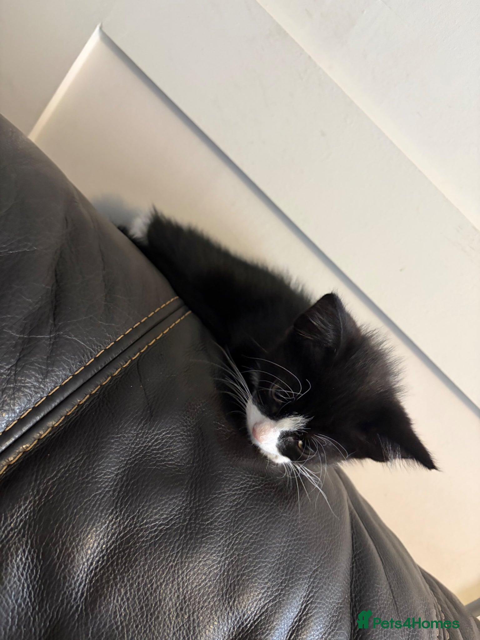Mixed Breed cats for sale: Last female kitten ready for a forever home  - Advert 4