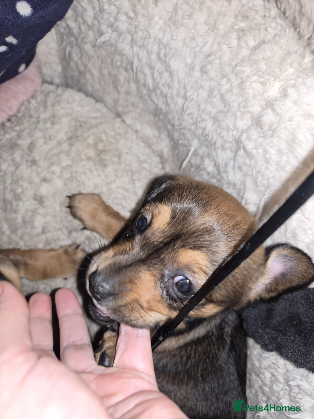 Chiweenie dogs for sale: Beautiful chiweenies  - Advert 6