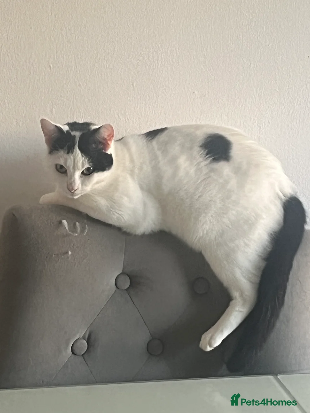 Mixed Breed cats for sale: Beautiful friendly cats in Plymouth - Advert 2