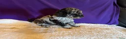Toy Poodle dogs for sale: GORGEOUS Toy Poodles, DNA health tested parents  - Advert 7