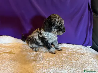 Toy Poodle dogs GORGEOUS Toy Poodles, DNA health tested parents - Advert 6