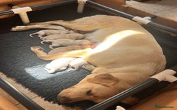 Labrador Retriever dogs for sale: Labrador puppies in Shaftesbury - Image 9