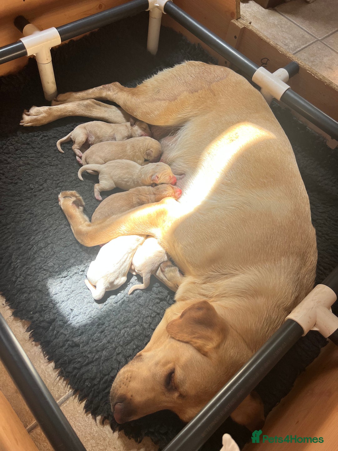 Labrador Retriever dogs for sale: Labrador puppies in Shaftesbury - Image 9
