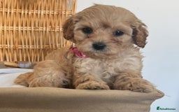 Cavapoo dogs for sale: Stunning, F1 Cavapoo fully health tested parents  - Image 7