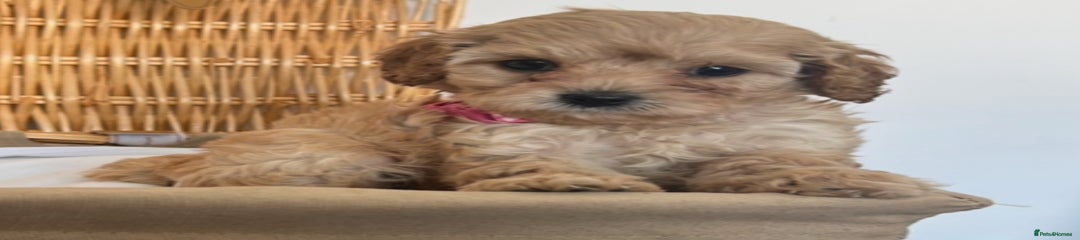 Cavapoo Puppy 3