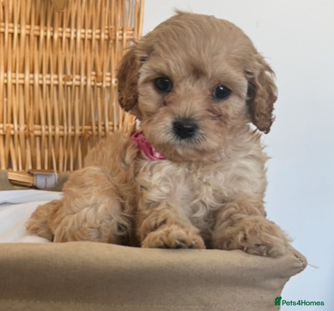 Cavapoo dogs for sale: Stunning, F1 Cavapoo fully health tested parents  - Image 7
