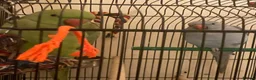 Ringnecks birds for sale: Stunning Blue Female Ringneck Parrot in Uxbridge - Advert 11