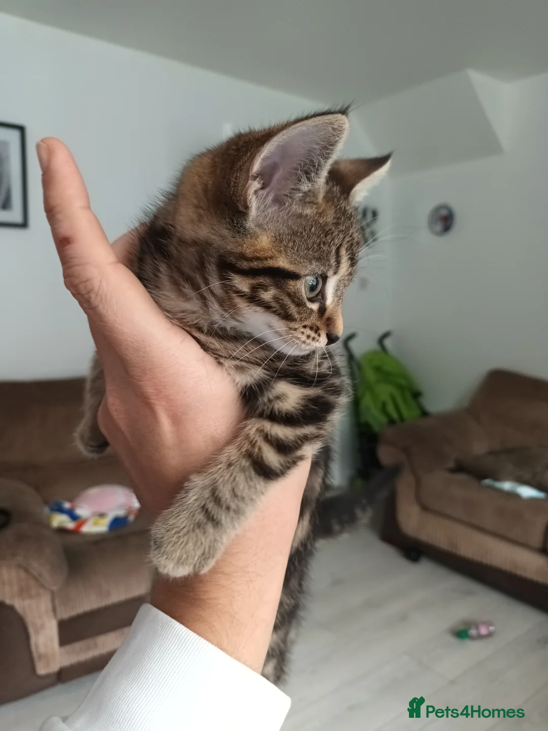 Bengal cats for sale: Russian Blue/Bengal cross kittens - Advert 11