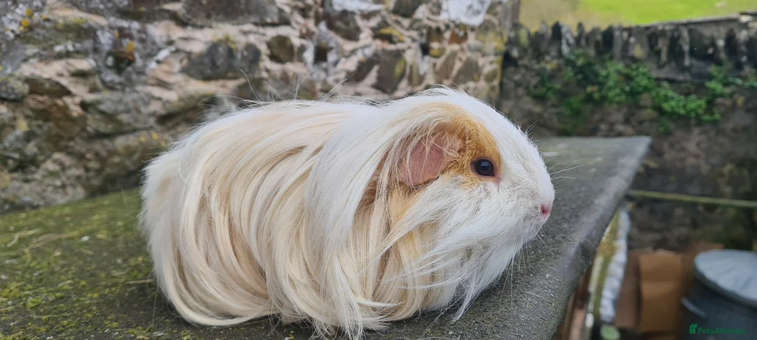 Guinea Pig rodents for sale: Sheltie Male guinea pig in Totnes - Advert 2