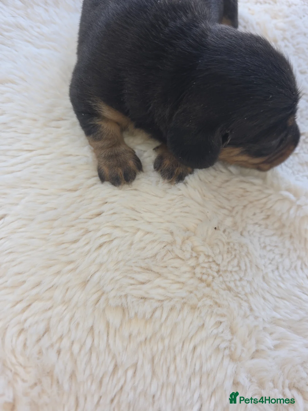 Miniature Dachshund dogs for sale: Miniature smooth dachshunds - Advert 16