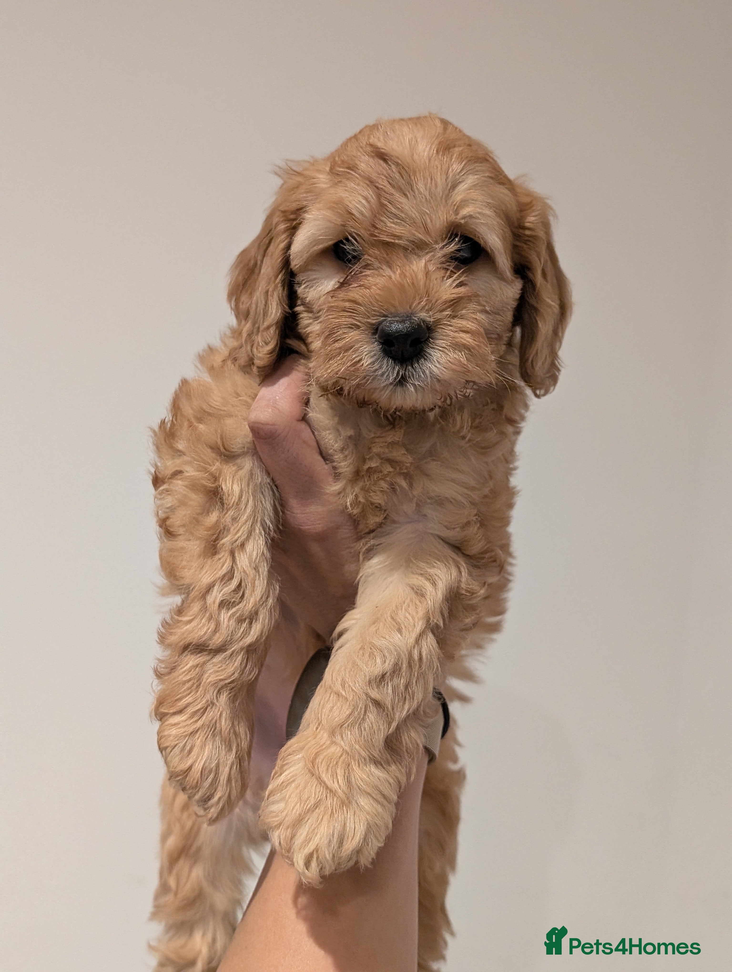 Mini Goldendoodle dogs Miniature F1BB Goldendoodle puppies- LAST 2 GIRLS  - Advert 2