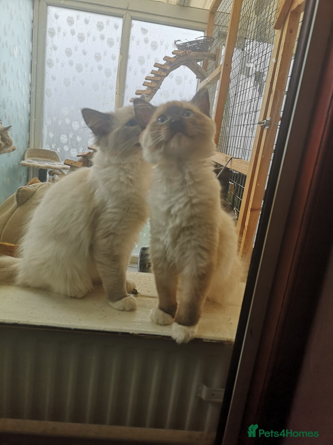 Ragdoll cats for sale: GCCF 2 Ragdoll Kittens - Image 2