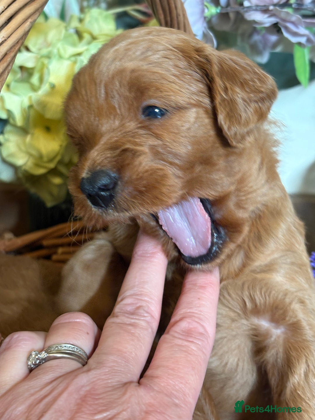 Mini Goldendoodle dogs for sale: Health tested Minature dark red/golden doodles  - Image 10
