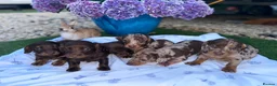 Dachshund dogs for sale: Beautiful Dachshunds  in Gloucester - Advert 14
