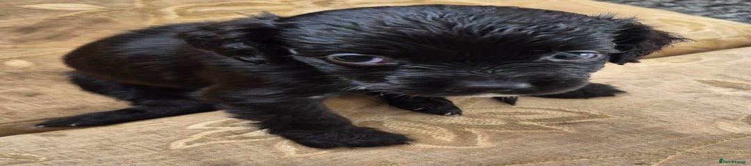 Mixed Breed Puppy 4