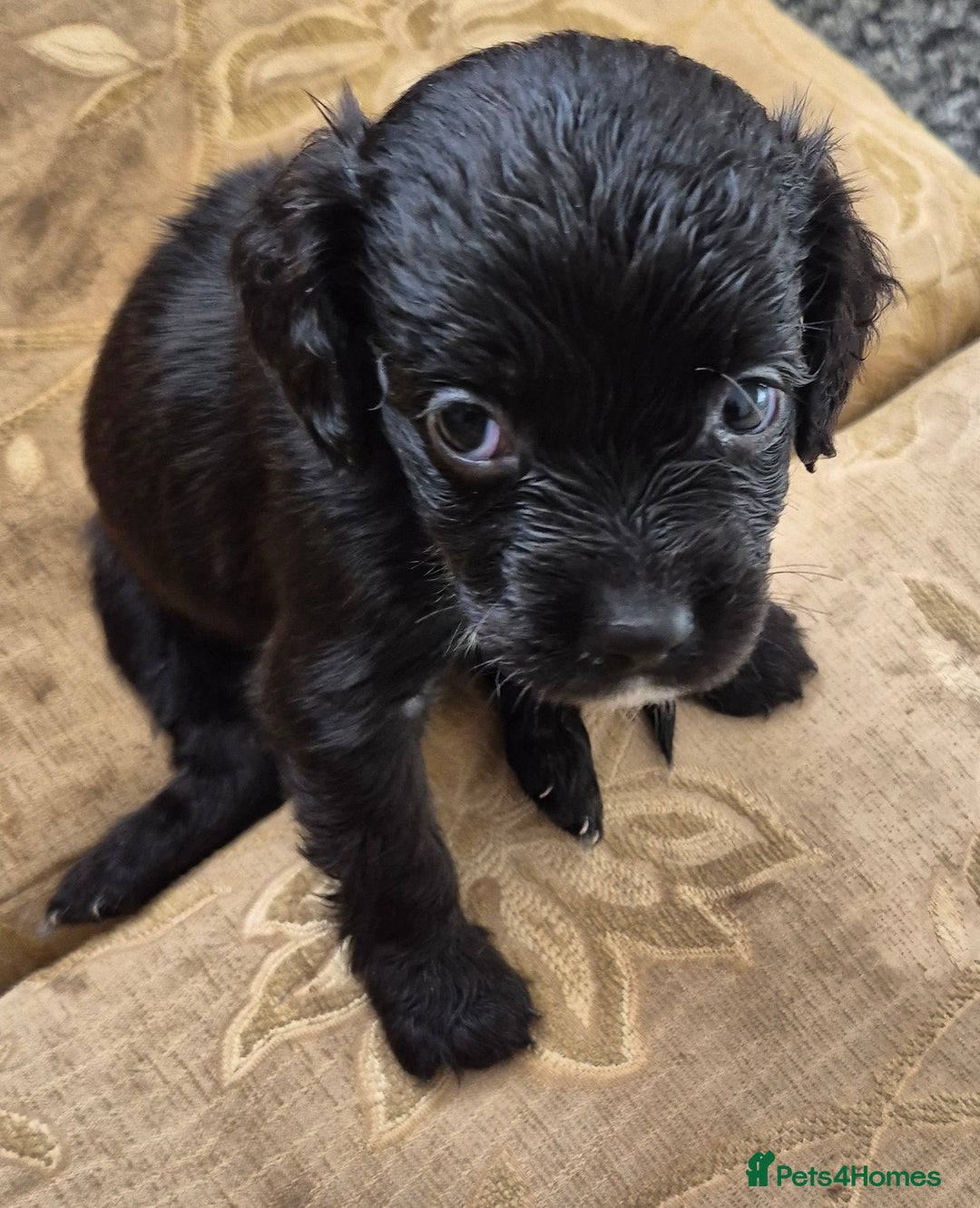 Mixed Breed dogs for sale: 6 very loved puppies - Image 6