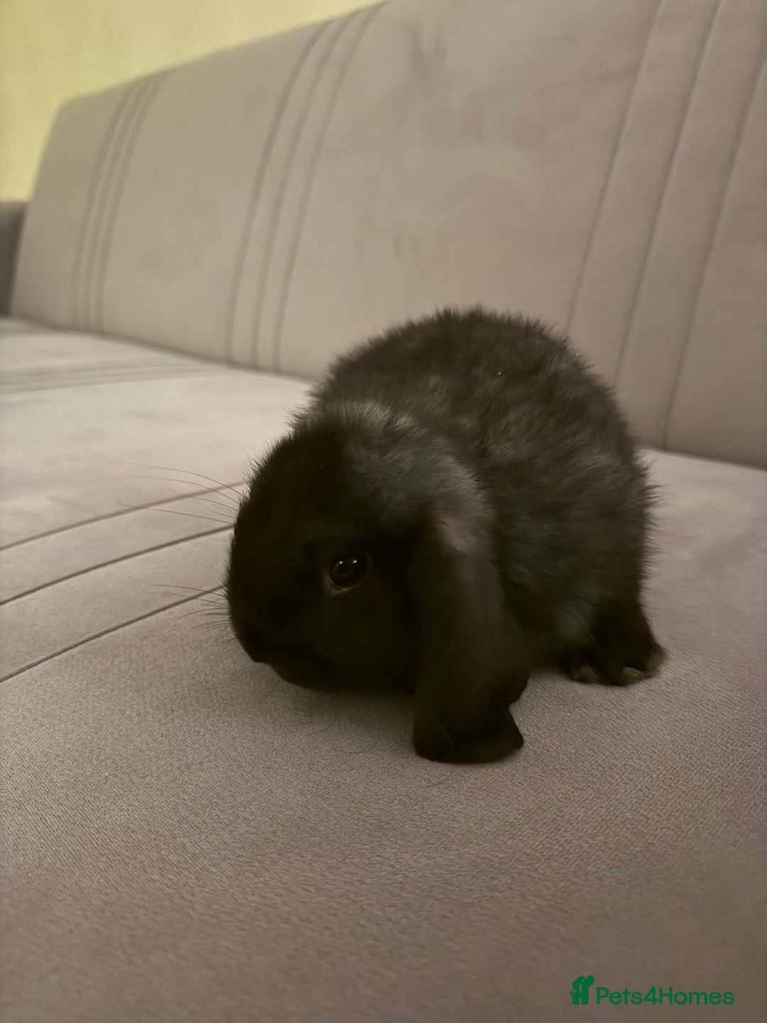 Mini Lion Lop rabbits for sale: Mini lop  - Advert 6