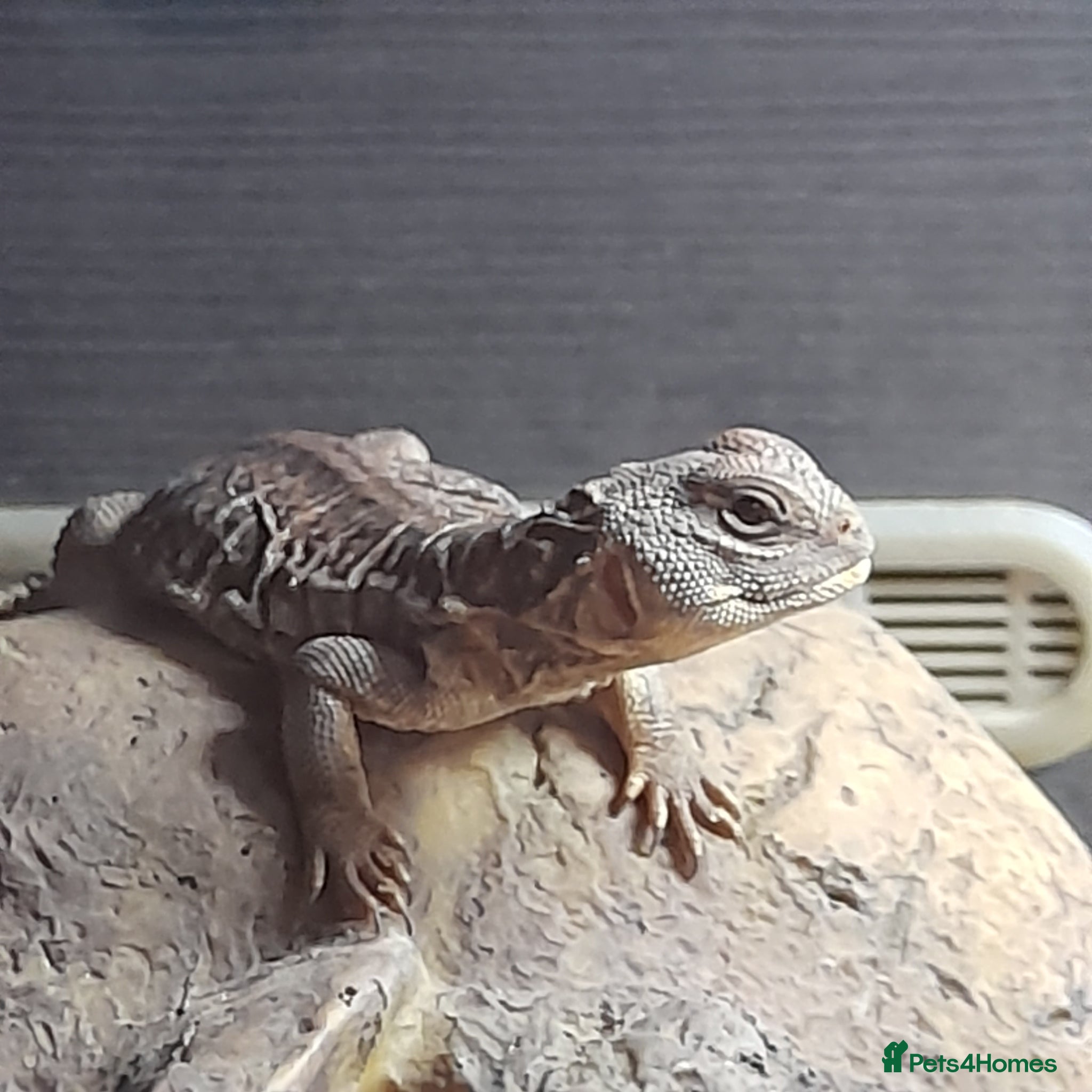 Lizard reptiles Uromastyx - Advert 12