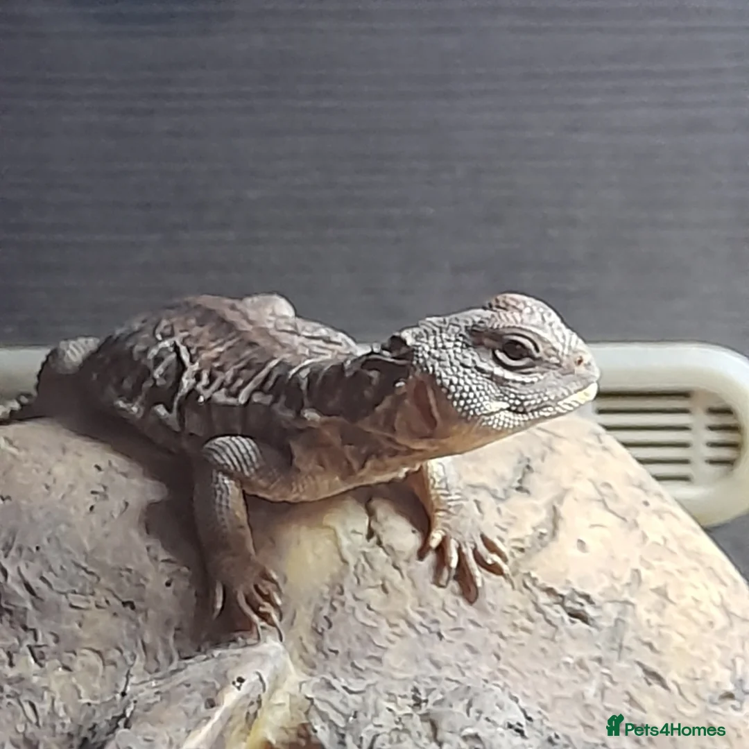 Lizard reptiles for sale: Uromastyx - Advert 1