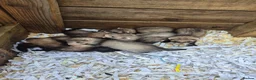 Ferret rodents for sale: Ferret kits  for sale  - Advert 6