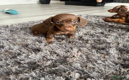 Dachshund dogs for sale: Miniature dachshund  - Image 6