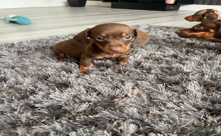 Dachshund dogs - Advert 14