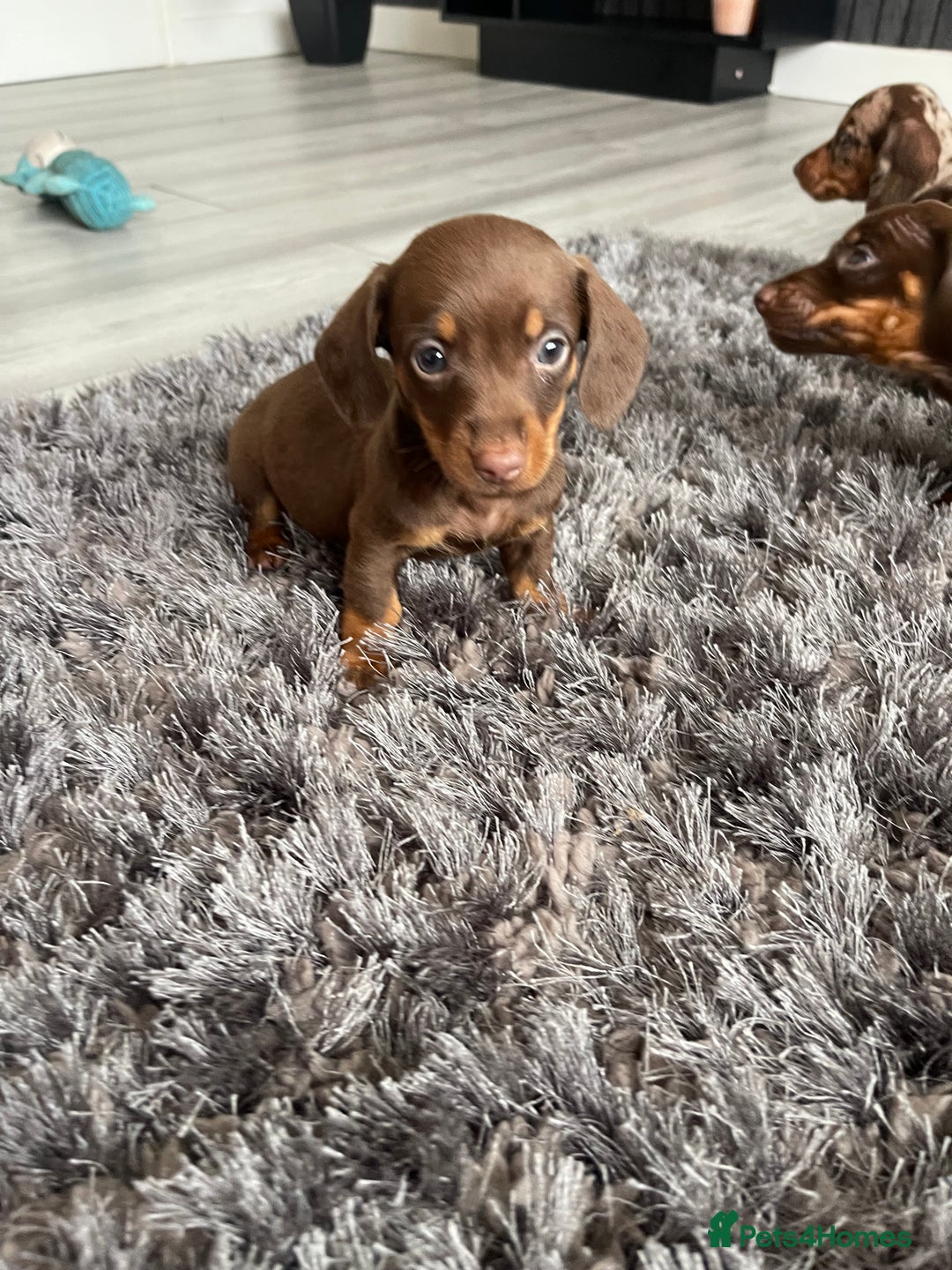 Dachshund dogs for sale: Miniature dachshund  - Image 6