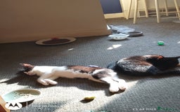 Mixed Breed cats for sale: 2 little boys,one black,one tuxedo  - Image 1