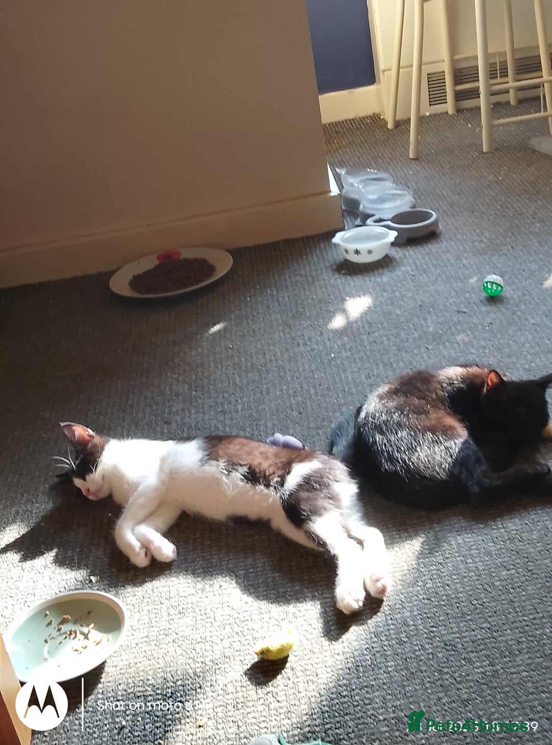 Mixed Breed cats for sale: 2 little boys,one black,one tuxedo  - Image 1