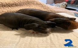 Guinea Pig rodents for sale: Well handled skinny pigs.  - Advert 5