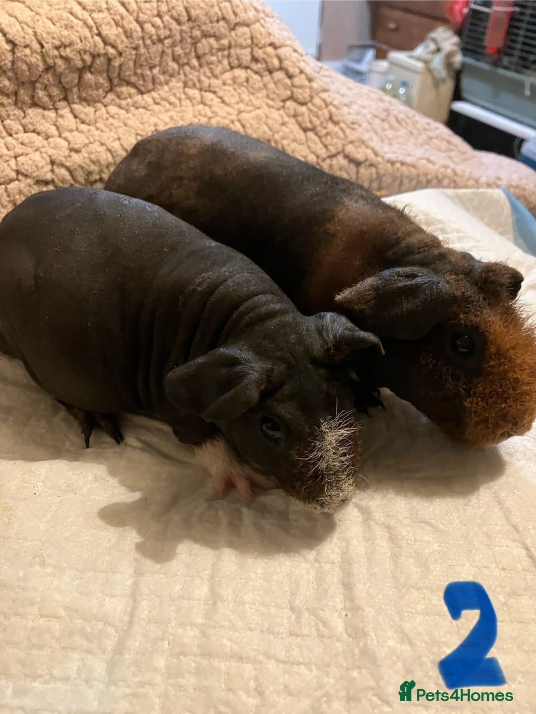 Guinea Pig rodents for sale: Well handled skinny pigs.  - Advert 5