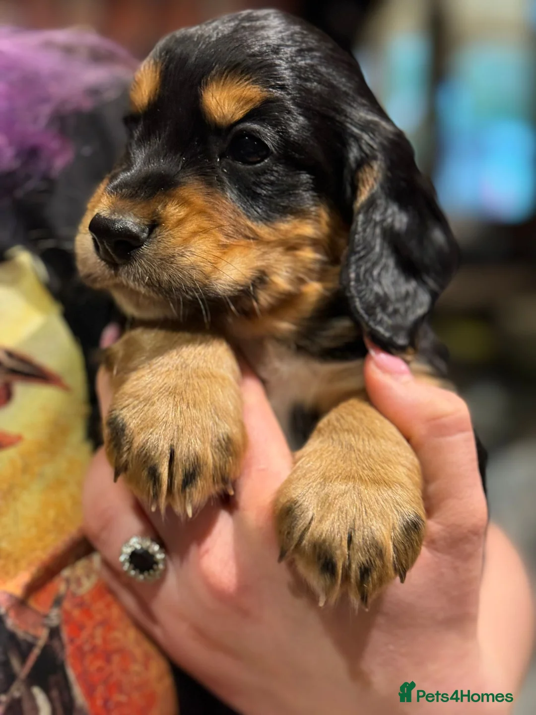 Cocker Spaniel dogs for stud: Master Murphy our Handsome Stud Boy,HEALTH TESTED in Bristol - Advert 4