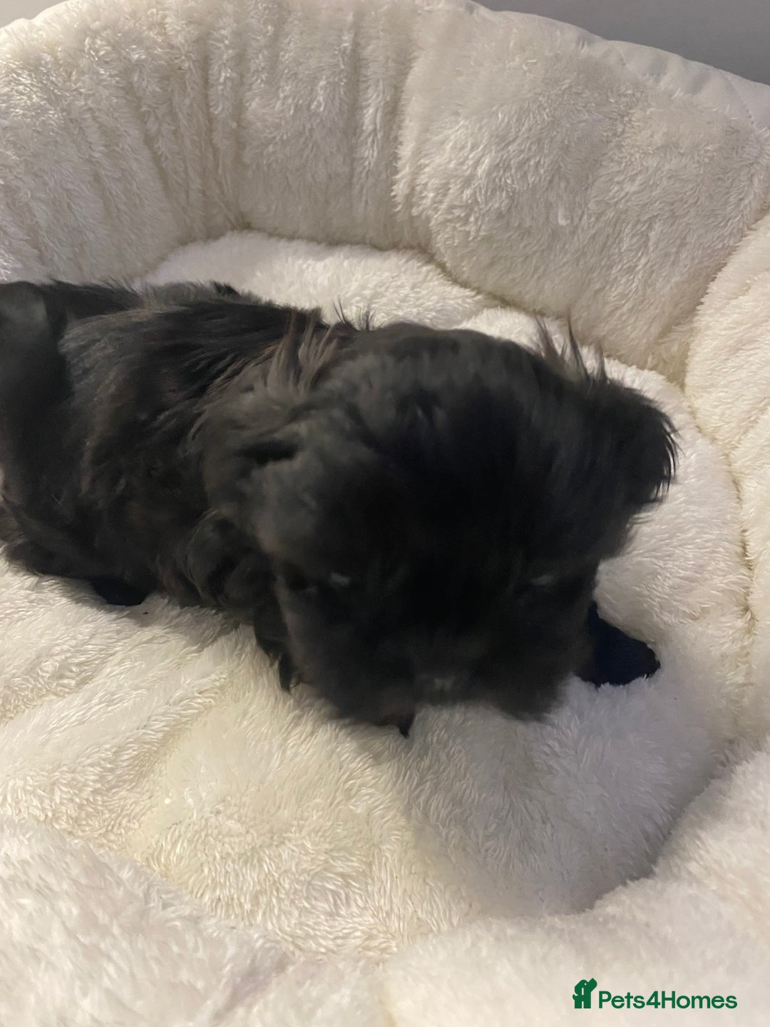 Shih Tzu dogs for sale: Imperial Shih Tzu three girls available - Advert 12