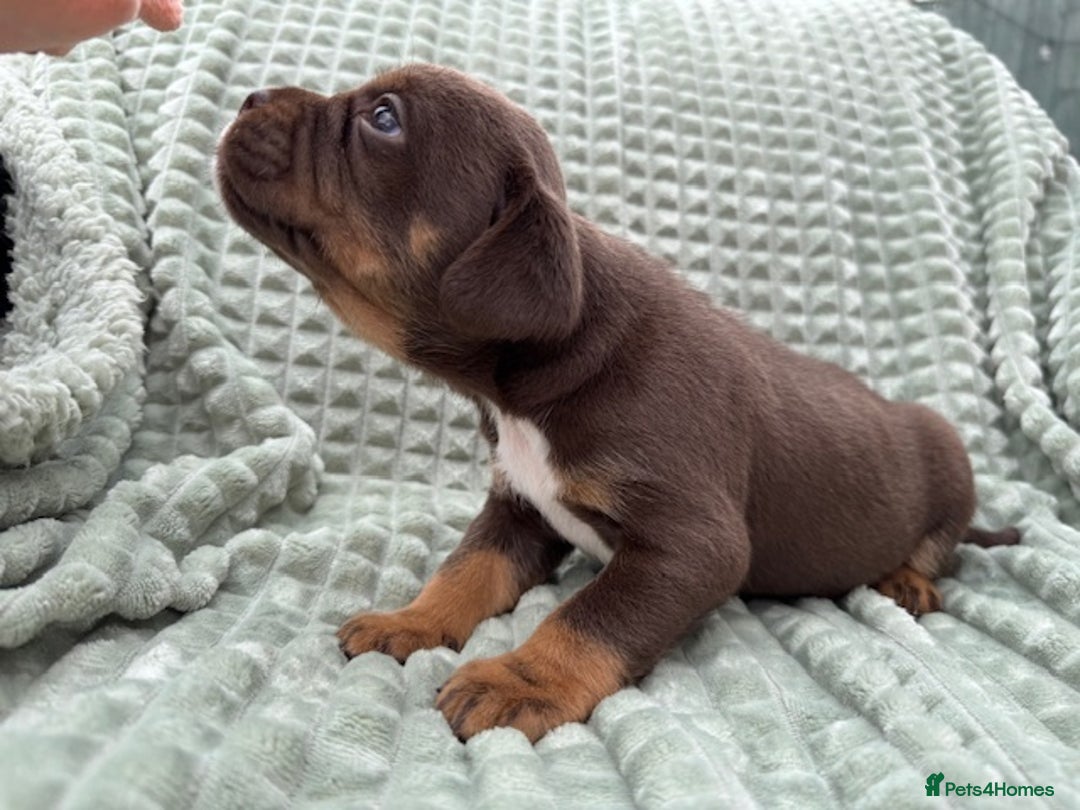 Mixed Breed dogs for sale: French Bulldog x Springer Spaniel pups ready 15Oct - Image 16