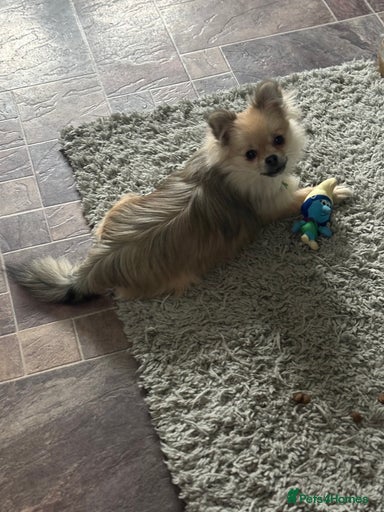 Gallery Image {{count}}