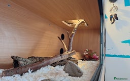 Corn Snake reptiles for sale: Corn snake complete with set up. - Image 5