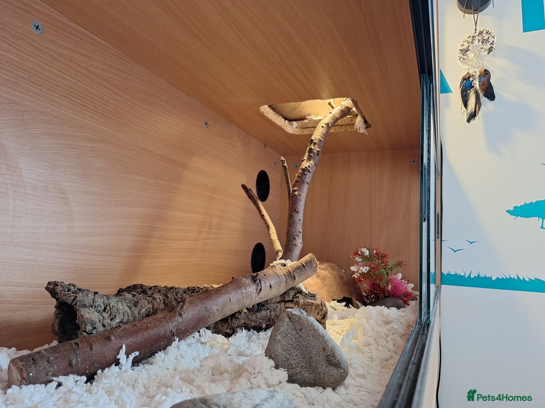 Corn Snake reptiles for sale: Corn snake complete with set up. - Image 5
