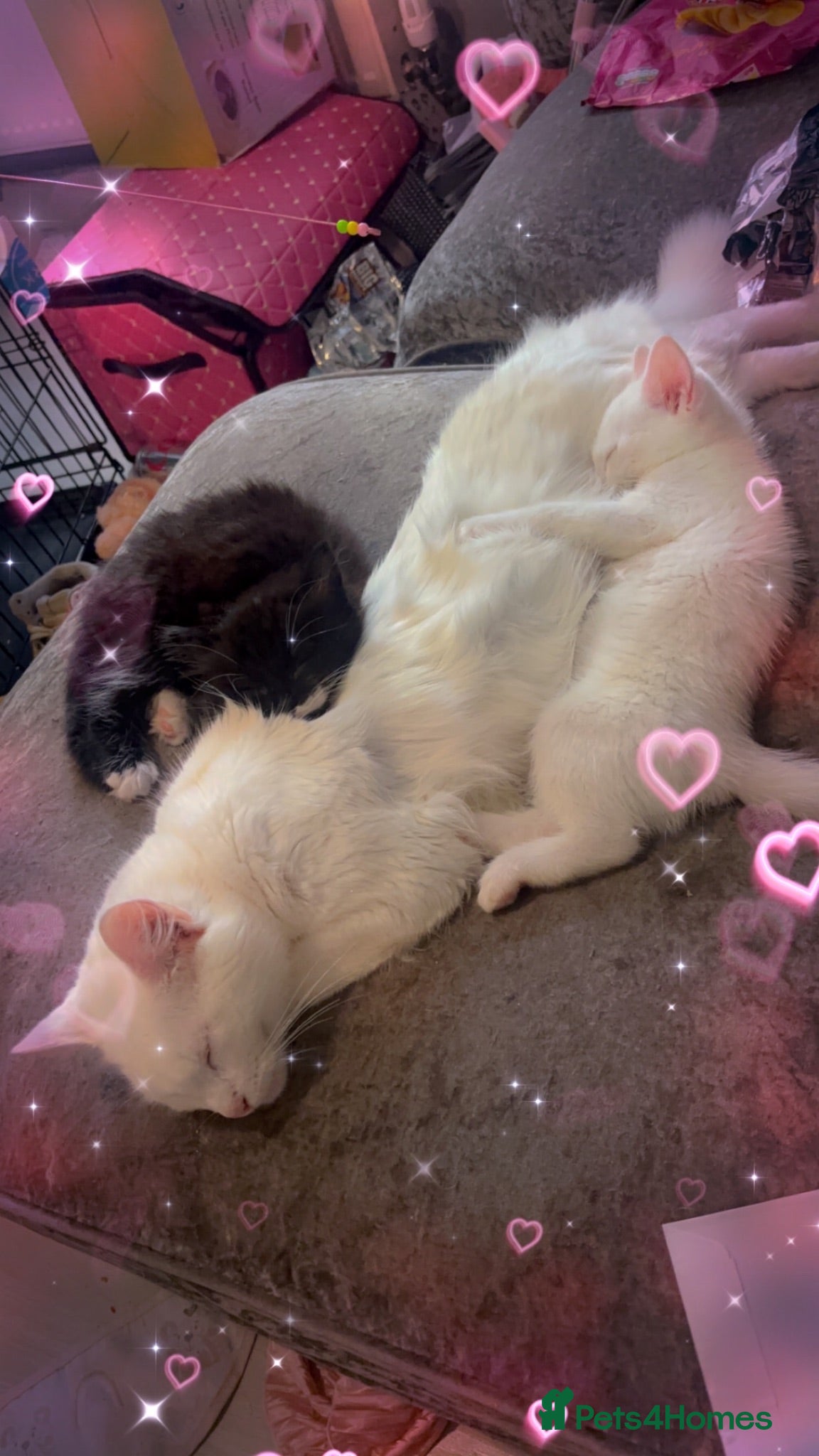 Mixed Breed cats 3 white kittens and 2black and white kittens  - Advert 1