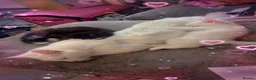 Mixed Breed cats for sale: 3 white kittens and 2black and white kittens  - Advert 1
