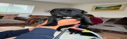 Cane Corso dogs for sale: Cane corso litter  - Advert 11