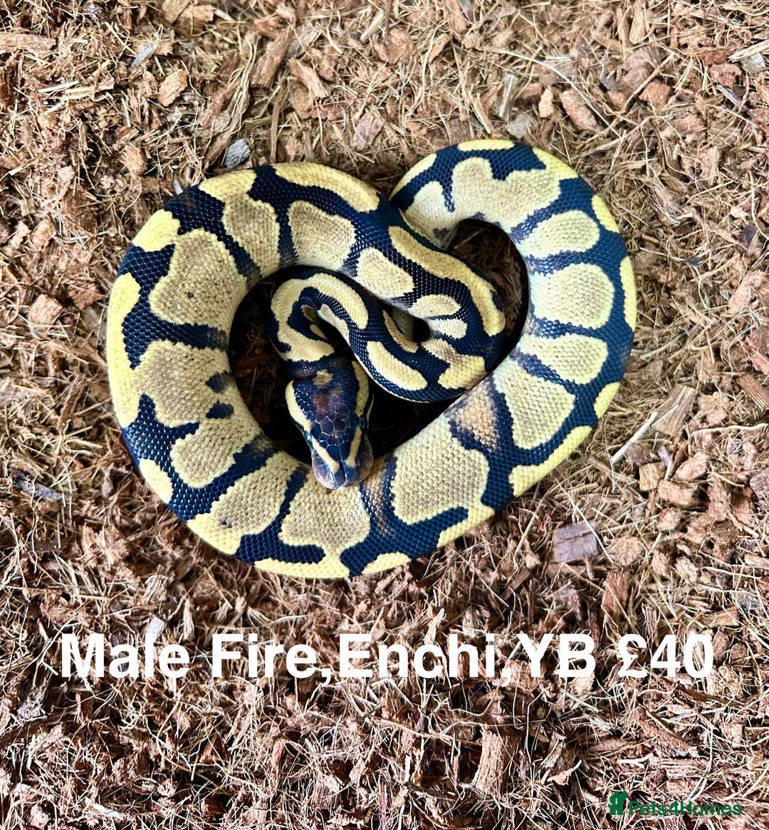 Python Snake reptiles for sale: Royal Pythons Various Ones Available  - Advert 7