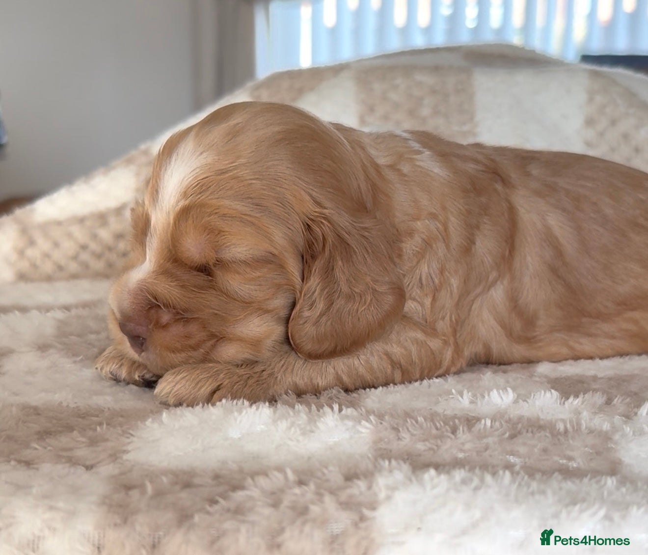 Cocker Spaniel dogs 1 male KC Show Cocker Spaniel available  - Advert 6