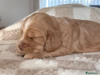 Cocker Spaniel dogs 1 male KC Show Cocker Spaniel available - Advert 6