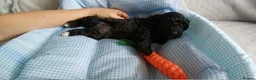 Cockapoo dogs for sale: 6 stunning cockerpoo 3 boys 3 girls  - Advert 20
