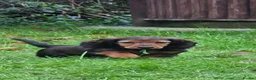 Miniature Dachshund dogs for stud: Miniature Dachshund  - Advert 17