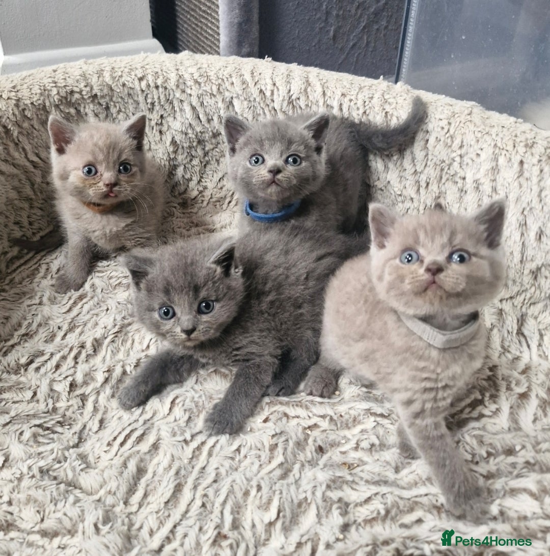 British Shorthair cats for sale: British blue and lilac shorthair - Image 3