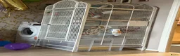 Rat rodents for sale: Two beautiful fancy rat boys - Advert 4